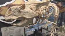【岡山・恐竜学博物館】研究現場が見られるユニークな展示｜地球派宣言