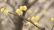 【広島市植物公園】冬に咲く個性派ぞろいの花たち｜地球派宣言