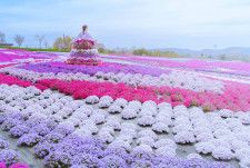 【世羅】『芝桜とネモフィラの丘』Flower village 花夢の里で丘一面を覆いつくす花畑が登場