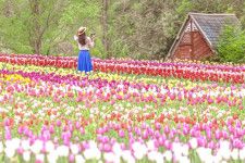 【4/6〜】世羅高原農場の春の祝祭「チューリップ祭」日本最大級のチューリップの花絵がスタート