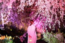 【3/30・31】世羅高原農場「さくら祭り」で2日間限定の“夜桜ライトアップ”開催