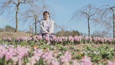 世羅高原農場「さくら祭り」。ピンクと黄色の春の花々が共演