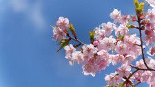 【4/6・7】「天心山マルシェ」開催！全国屈指のしだれ桜の並木道とマルシェを楽しもう！