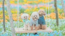 【5/12】「わんニャン祭りin花の駅せら」が開催されます！満開の花畑と愛犬を撮影！