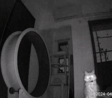 残業中にペットカメラを確認してみると…　暗闇に映った愛猫の様子に「ガチギレ」「早く帰らないと！」の声　このときのことについて飼い主に聞いた
