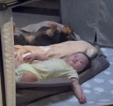 昼寝中の赤ちゃんと犬　しかしよく見ると…「ホントに犬？」飼い主が思わずツッコむ動画に4.6万いいね