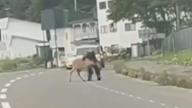 【衝撃映像】国道上でクマがシカを襲う姿カメラ捉える　体長1.2m、体重94Kg　クマはその後駆除　羅臼町