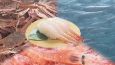 回転寿司店も悲鳴　イワシやオオズワイガニ大漁の一方でエビ不漁　かつて日本一誇った水揚げ量も減り続け…