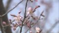 桜前線・道北に到達　旭川市で開花観測　平年より10日早く史上2番目に早い開花　見頃はGWのはじめごろ