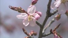 「週末ぐらいには見頃」桜前線ついに道北到達　旭川市で平年より10日早く開花を観測　札幌では満開を発表