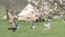 満開の桜が約2000本　北海道鷹栖町の名所で花見イベント　キッチンカーに夜桜ライトアップも