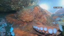 世界一の大きさ“ミズダコ ”水深25mで出会うと…「岩？目があって」約3mその力に恐怖　知床・羅臼沖
