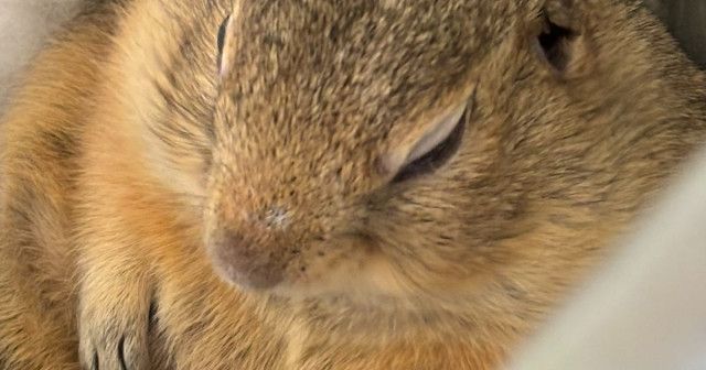 まるで「おしり星人」だ…!リスのクレヨンしんちゃんぽい寝姿に驚き