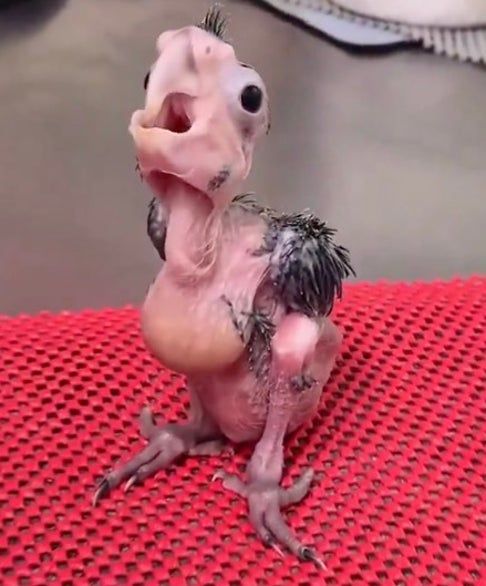 「おもちゃじゃないよ！生きてるよ！」想像できない姿に変身する生き物の正体は？
