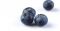 超巨大なブルーベリー果実がオーストラリアで収穫された。思いっきり頬張ってみたくなる