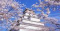 この桜吹雪、ずっと見ていられる。鶴ヶ城をバックに舞う様子が「儚い。だから美しい」【動画】
