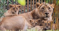 「ライオンが干してある…」「ソファの背もたれで寝てる猫やん」旭山動物園のライオンの