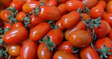 ミニトマトのヘタ、そのままお弁当に入れないで。「食中毒の原因になる」とトマト農家