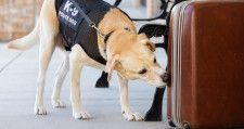 引退を迎えた米空港の探知犬。最終日の「サプライズ」に見せた反応が心温まる【動画】