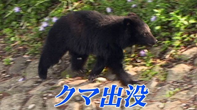 【速報】自宅でクマに襲われた80代女性が死亡　襲ったクマの行方は分からず　岩手・北上市
