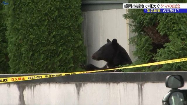 官庁街や市街地でクマの出没続くも緊急銃猟実施せず 盛岡市担当者にその理由を尋ねる 岩手