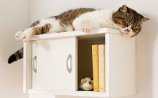 猫も人も快適に！「収納棚としても使えるキャットステップ」のアイキャッチ