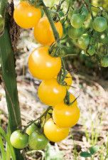 小さな畑で多品種、多収量！自然菜園でプチ自給 ／夏の初めの最盛期には食べきれないほどたくさん穫れるミニトマト【第1回】