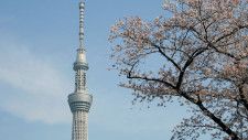東京スカイツリーと桜、寺と桜。浅草は『日本（Japan）✕桜（Cherry Blossom）』を存分に楽しめる最強花見スポットです