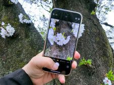「iPhone 15 Pro Max」で桜を撮る