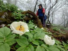 白鳥山の山頂付近で咲き始めたヤマシャクヤク＝４月２７日、熊本県水上村