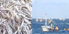 水揚げされたイカナゴ・シンコ（稚魚）とイカナゴ漁のようす＜※海上画像提供・第五管区海上保安本部＞