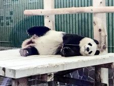 【速報】神戸・王子動物園のパンダ「タンタン」死亡
