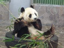 神戸・王子動物園 ジャイアントパンダ「タンタン」天国へ 被災地・神戸に笑顔を振りまき24年