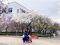 造幣局「桜の通り抜け」みんなに“春”が来た！ 高齢者・障がい者招き、ひと足早い観桜会
