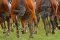 南アフリカの競馬界に朗報、EUが13年ぶりに馬の輸出規制を解除