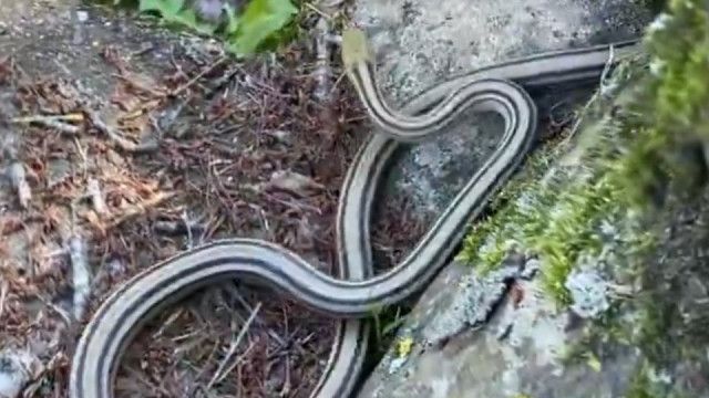 急ぎすぎたヘビ、まさかの失態　衝撃的〝結末〟に5.6万人驚がく「こんなアホの子もおるんか」