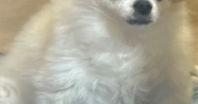 「変な踊り」をしていたら、玄関から視線を感じ...　愛犬の表情に3.1万人爆笑「引いてるｗｗ」「冷酷」