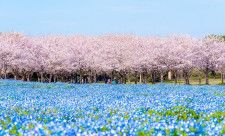 桜ピンク×ネモフィラブルーが「今だけ」コラボ　福岡・海の中道海浜公園で「数日間の絶景」広がる