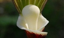 おもちにしか見えない...　絶滅危惧II類のユニーク植物「モチユキソウ」六甲山で見ごろ迎える