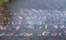 「友禅流し」の地・金沢では鯉のぼりも川に流すらしい　きっかけは「大人の事情」だったけど...