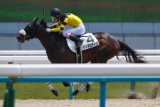 【京都6R】アジアエクスプレス産駒 ドンアミティエが9馬身差圧勝
