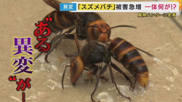 “感電したように痛い”スズメバチ被害が前倒しで多発　例年秋に増加も“暑すぎる夏・早い梅雨明け”が原因