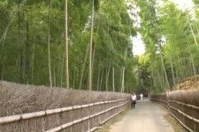 人気の嵐山「竹林の小径」に激似…京都府向日市『竹の径』絶景なのに観光客の落とすお金“170円”なワケ