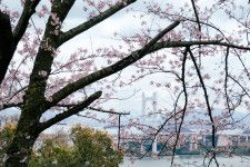 瀬戸大橋×桜 〜 王子が岳レストハウスと下津井城跡に行ってきました