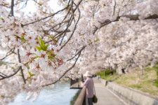 「水と桜」を楽しむ酒津公園 〜 約500本が咲き誇る桜のトンネルの下でお花見をしました