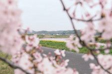 小田川、井原鉄道とともに楽しむ真備の桜 〜 真備の桜スポット５カ所をまわってきました