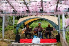 阿智神社 藤見の会（2024年4月20・21日開催）〜 県天然記念物のアケボノフジ「阿知の藤」とともに、日本の伝統文化を楽しむお祭り