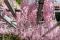 【倉敷市】倉敷の市花「藤」を楽しもう 〜 美観地区周辺の藤棚5か所を巡ってきました