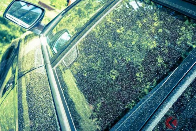 「洗いたいのに…」 なぜ「花粉」は拭いちゃダメ？ どうすれば良いの？ 洗車のプロが伝授する方法とは