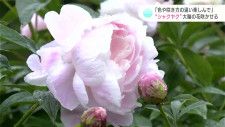 「色や咲き方の違いを楽しんで」“シャクヤク”大輪の花咲かせる　高知市の観光農園でまもなく見ごろ